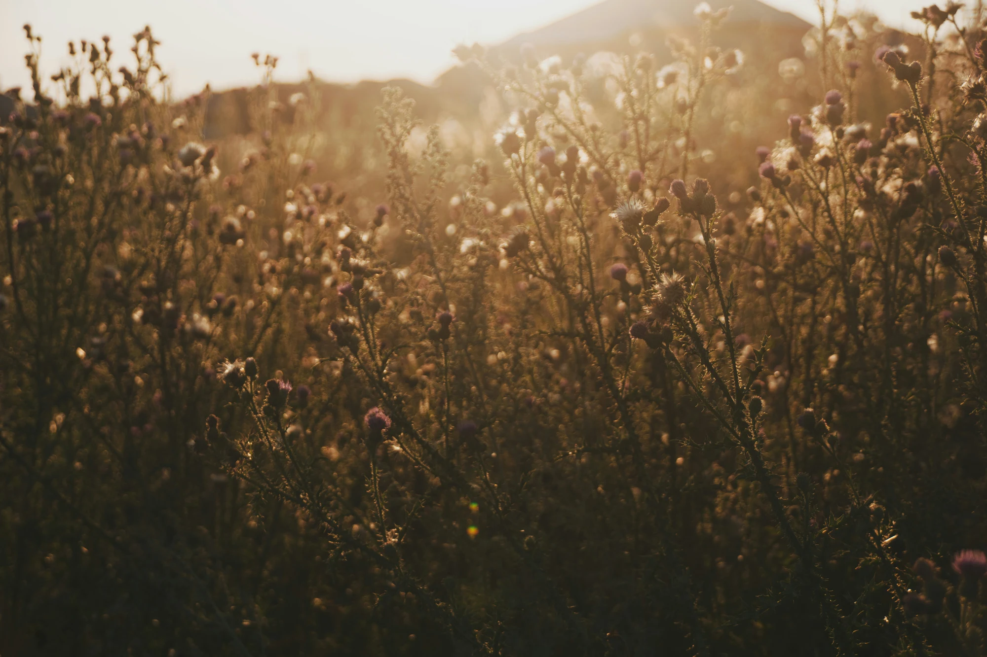 Sunlit wildflowers in the Leveret copper and gold palette