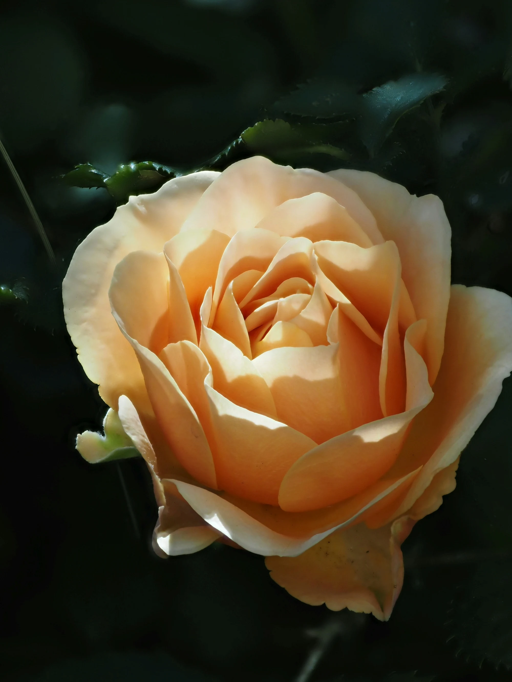 A peach rose opening in soft light