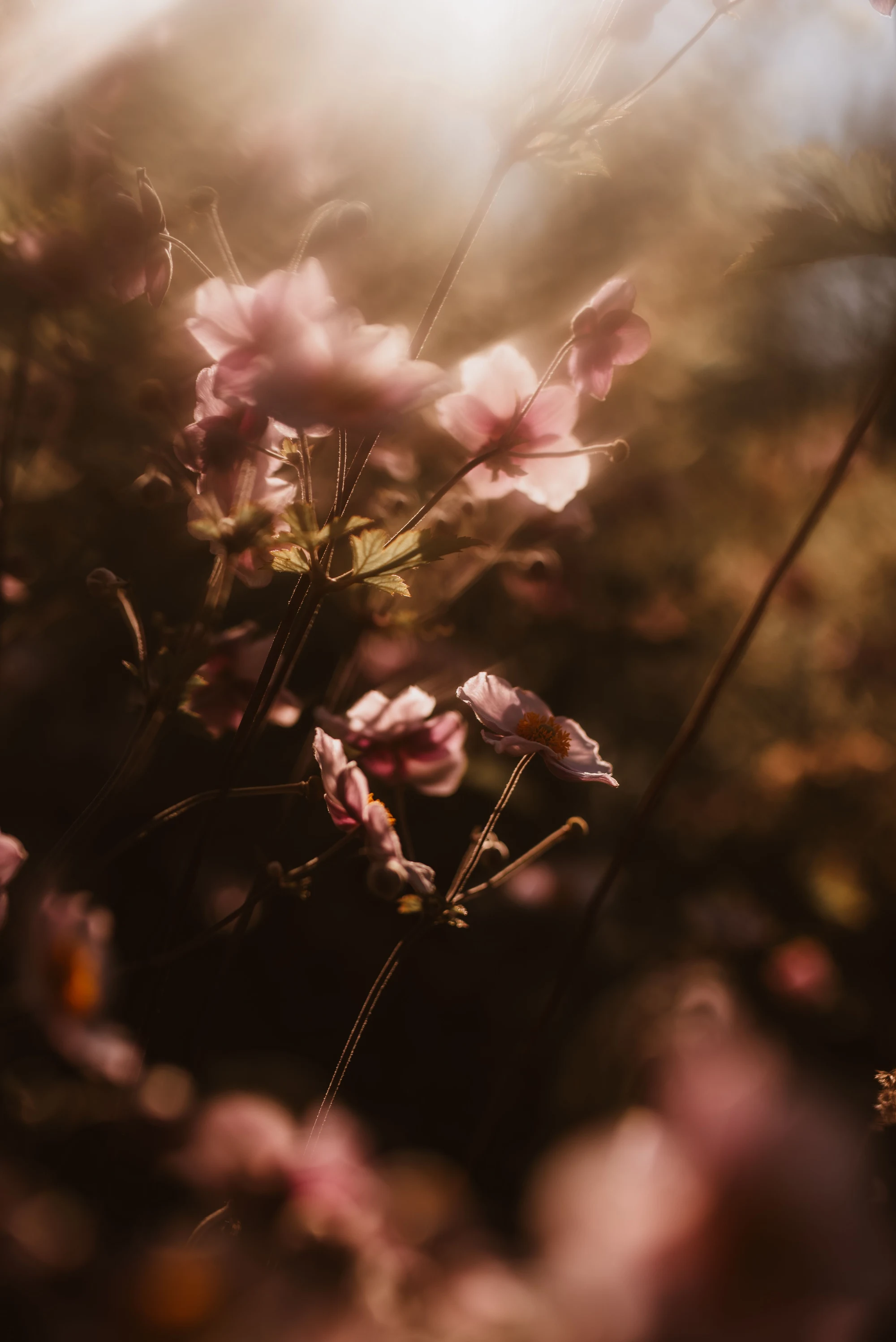 Blush flowers in warm morning sunlight